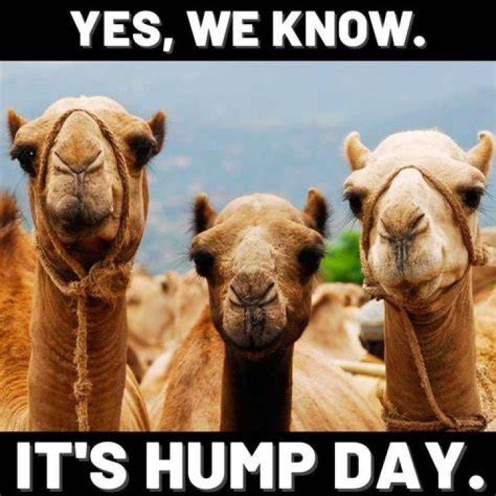 17 Hilarious Hump Day Memes To Help You Get to the Weekend — Best Life