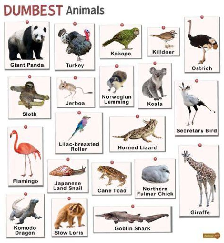7 Dumbest Animals in the World That'll Make You Stare in Disbelief
