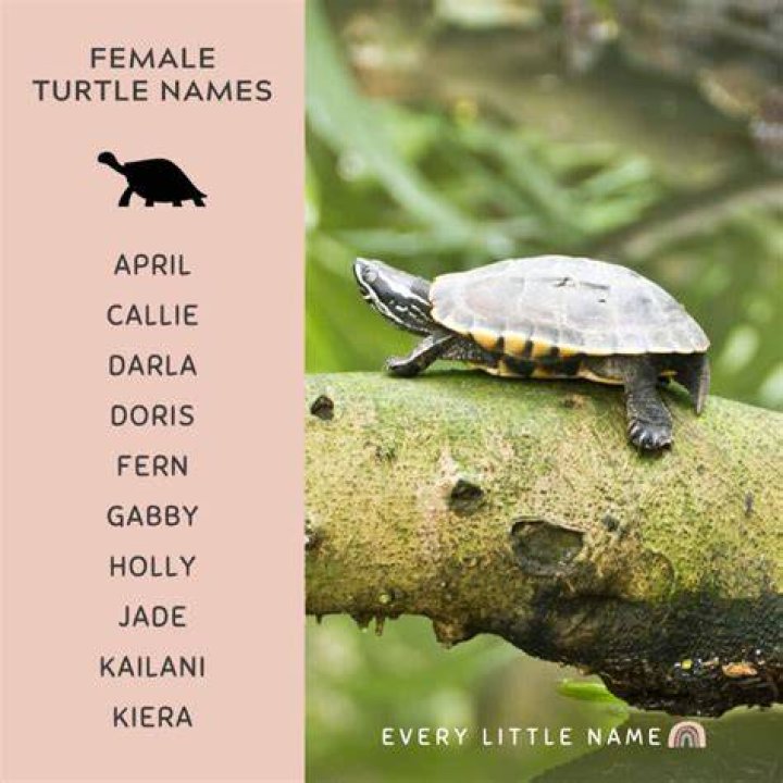 90+ Female Turtle Names How to Choose Perfectly