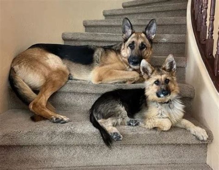 Are There Dwarf German Shepherds