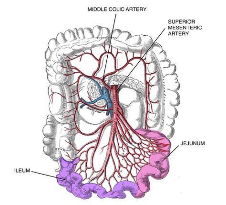 Arteries of the Small Intestine (preview) Human Anatomy Kenhub