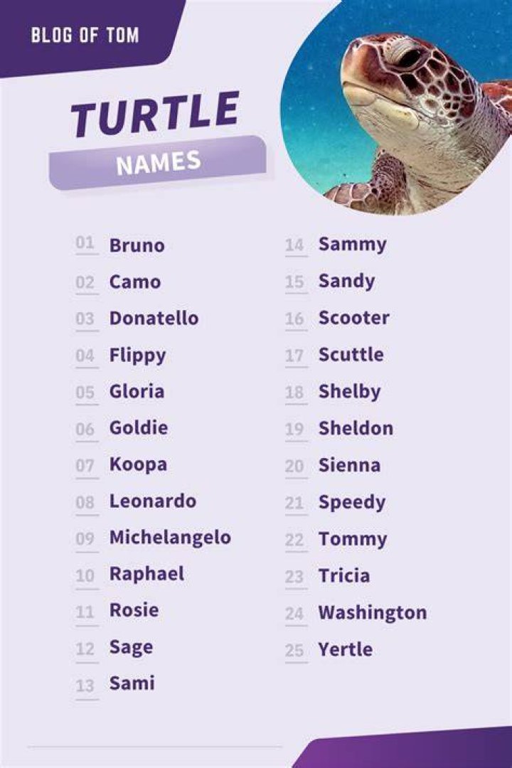 Best turtle names in english Artofit