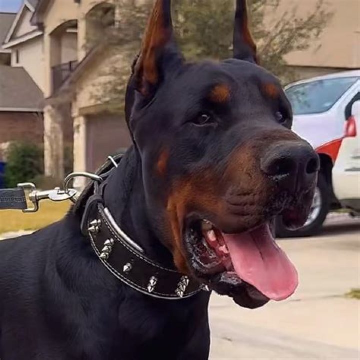 DID YOU KNOW? The Doberman Pinscher was developed by Karl Friedrich