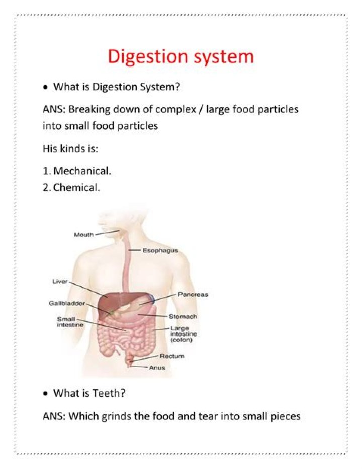 Digestive System2