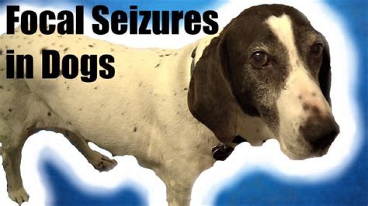 Focal seizure in dog YouTube