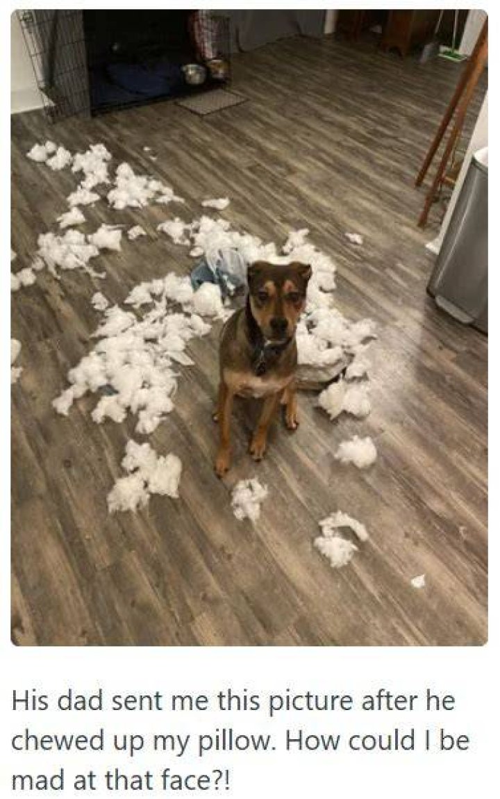 He Chewed Up My FACE!