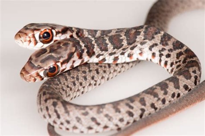 Meet the TwoHeaded Snake With Two Different Personalities Newsweek