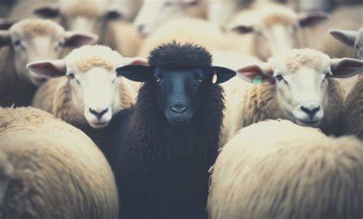 Most Black Sheep Of The Family Selfhealers Thought Cloud