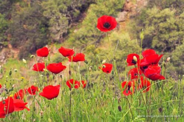 NaturAranjuez Amapola (Papaver rhoeas)