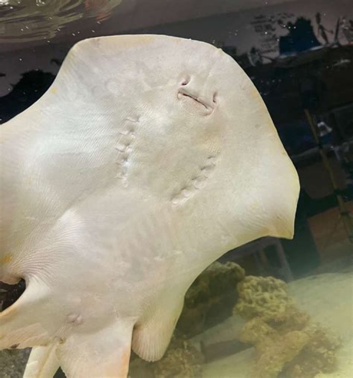 Pregnant stingray updates &mdash; Charlotte is not having 'shark babies