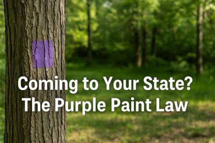 Purple Has Been the Least Popular Car Color In the U.S. for Years and I
