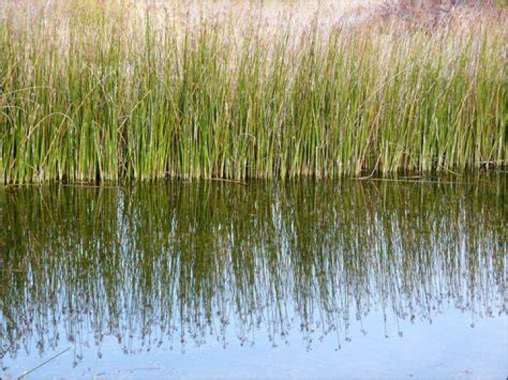 Reed Reed