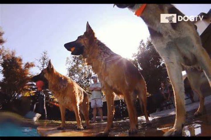Ruff Business: DirecTV Launches Pay Channel for Dog Viewers