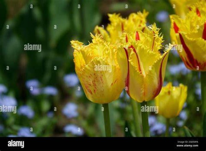 Tamara tulip hires stock photography and images Alamy