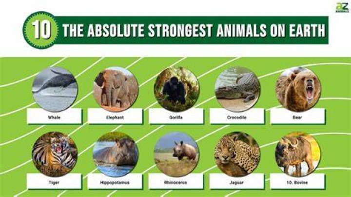 The Most Powerful Animal On Earth The Earth Images