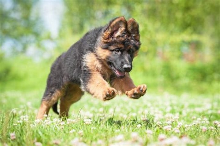 This Tiny Dwarf German Shepherd Will Always Be A Puppy in 2021 Cute