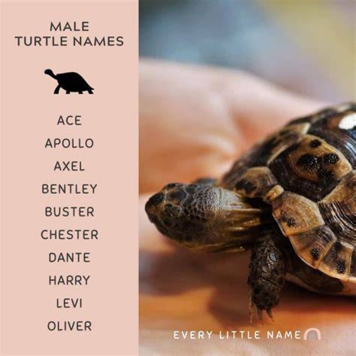 Turtle Names +400 BEST Names [For Boy & Girl & Tortoises] TurtlePets