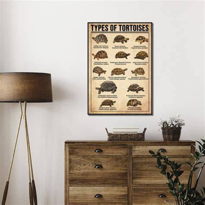 Types Of Tortoises Poster Etsy