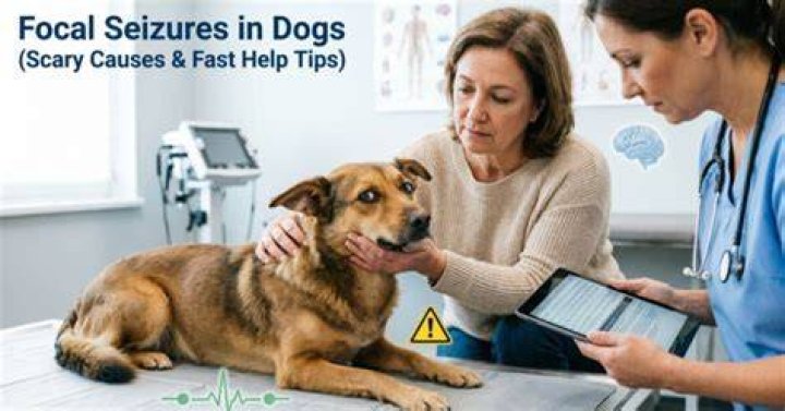 Uncover The Secrets Of Focal Seizures In Dogs: A Video Exploration