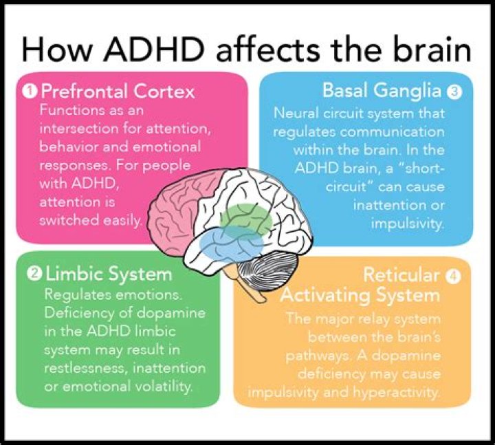 Understanding The ADHD Brain