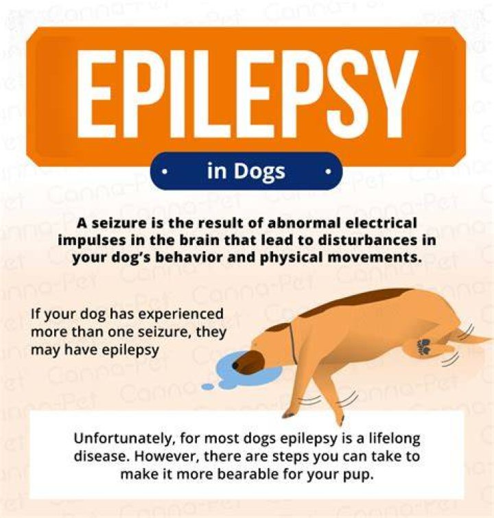 Unveiling Breakthroughs In Focal Epilepsy: A Canine Journey