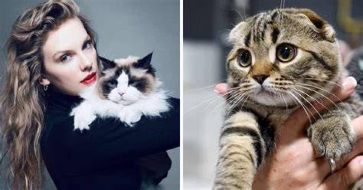 Unveiling The Secrets Behind Taylor Swift's Famous Cat Names
