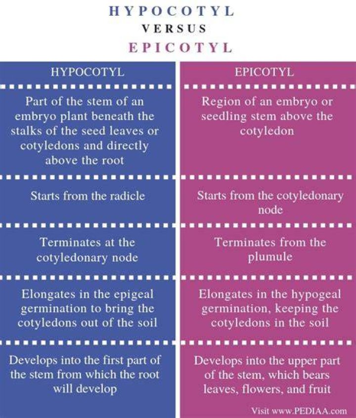 What is the Difference Between Hypocotyl and Epicotyl