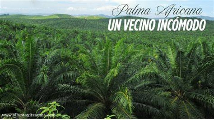 Ya no m&aacute;s palma africana contaminadora Marea Azul P&aacute;gina 66